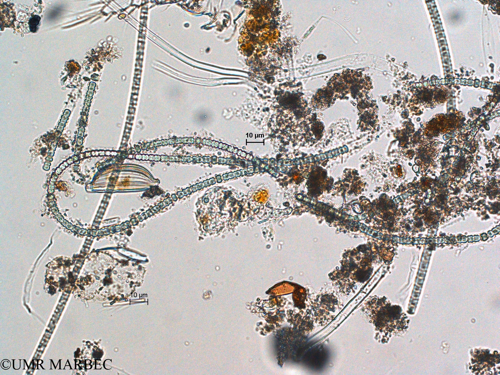 phyto/Scattered_Islands/europa/COMMA April 2011/Anabaena sp1 (1)(copy).jpg